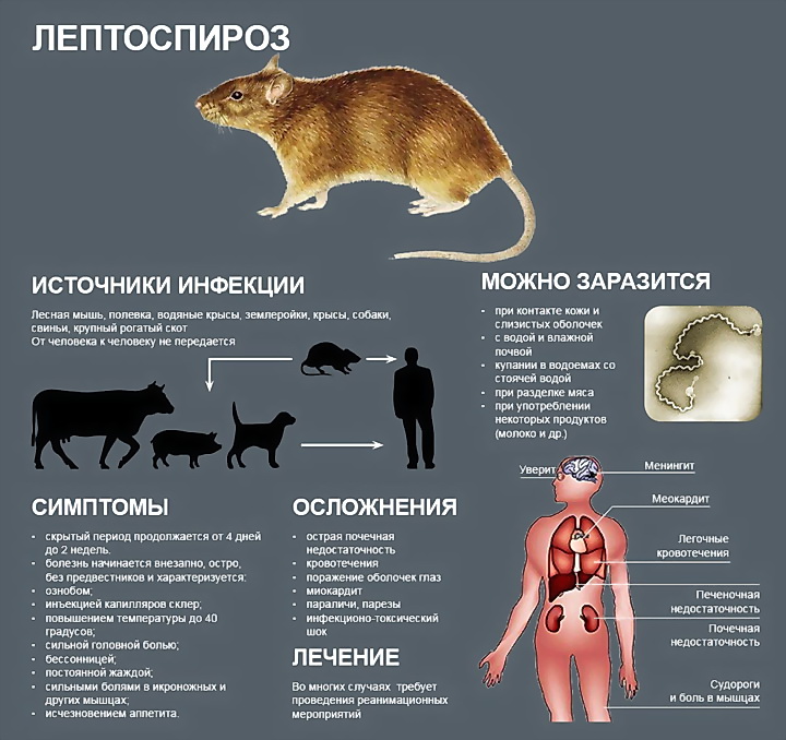 Мыши какие болезни. Лептоспироз переносчики инфекции. Лептоспироз пути заражения. Лептоспироз животных способы заражения. Мыши и крысы переносчики инфекций.